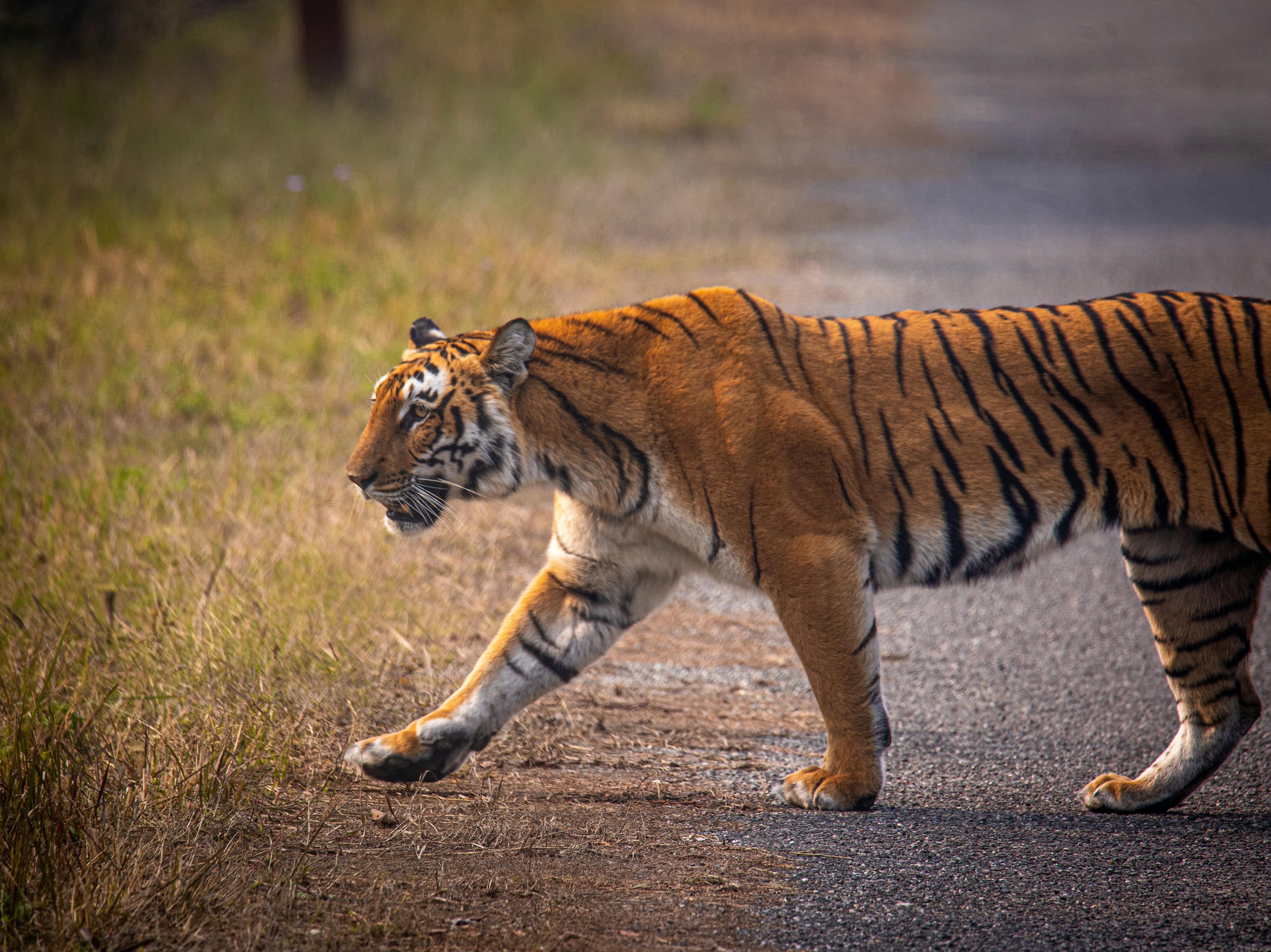 Tiger in Kheoni